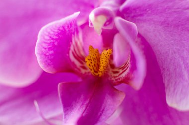 Pink orchid flower close up macro photo. Sensual photo with orchid for card design. Concept of blossom, passion, floral background, macro flower.