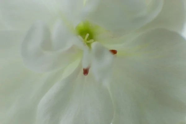 Biała Orchidea Kwiat Bliska Strzał Tło Orchidei Dla Karty Lub — Zdjęcie stockowe