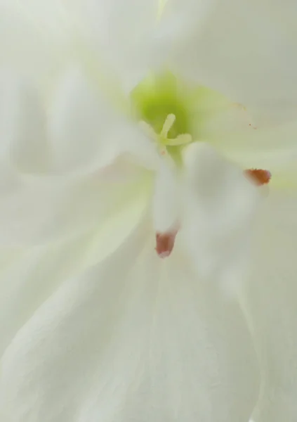 Biała Orchidea Kwiat Bliska Strzał Pionowe Zdjęcie Opowiadań Sieci Społecznych — Zdjęcie stockowe