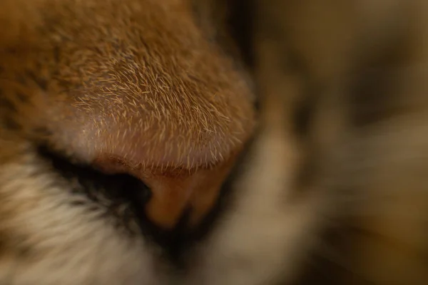 Cat nose close up shot, soft focus. Cat advertisement concept. Brown fur, macro cat nose.