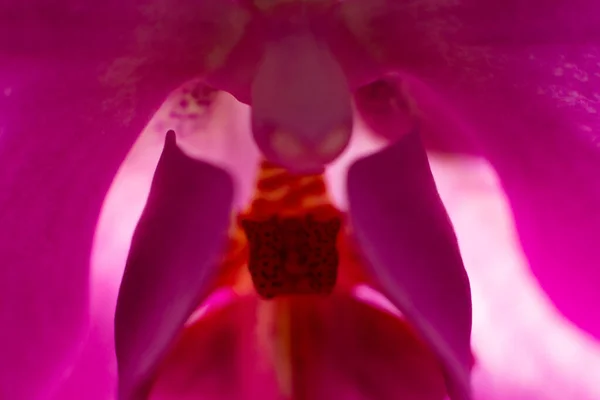 Różowy Kwiat Storczyk Zbliżenie Makro Zdjęcie Zmysłowa Fotografia Orchideą Projektowania — Zdjęcie stockowe