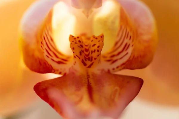 Kwiat Orchidei Pomarańczowy Zbliżenie Makro Zdjęcie Zmysłowa Fotografia Orchideą Projektowania — Zdjęcie stockowe