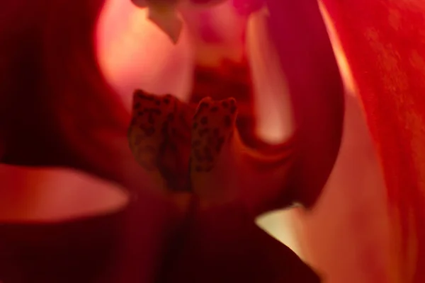 Czerwona Orchidea Kwiat Zamknąć Makro Zdjęcie Zmysłowa Fotografia Orchideą Projektowania — Zdjęcie stockowe