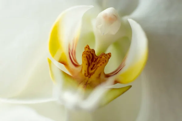 Biała Orchidea Kwiat Zbliżyć Makro Zdjęcie Zmysłowa Fotografia Orchideą Projektowania — Zdjęcie stockowe