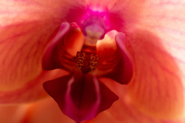 Orangefarbene Orchideenblüte Nahaufnahme Makrofoto Sinnliches Foto Mit Orchidee Für Kartengestaltung — Stockfoto