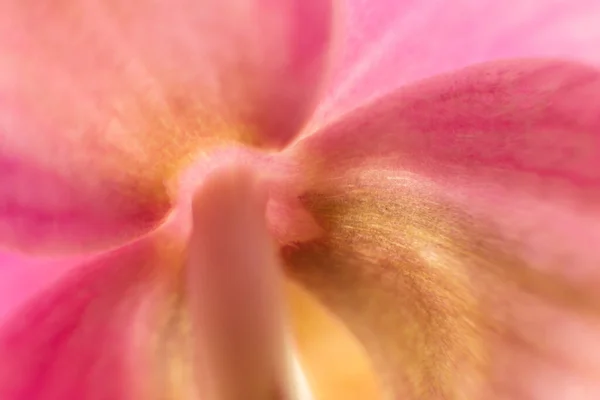 Tylna Strona Orchidei Kwiat Zamknij Zdjęcie Stem Płatki Orchidei Kwiat — Zdjęcie stockowe