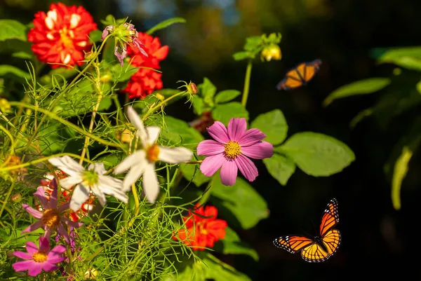 Прекрасні Квіти Весняно Літній Сад Літаючі Метелики Розмитому Сонячному Сяючому — стокове фото