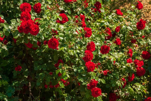 Fresh Beautiful Blooming Bunch Red Roses Selective Focus — Stock fotografie