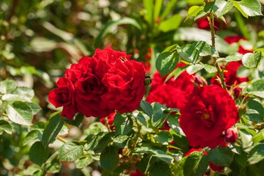 Taze güzel açan kırmızı güller, seçici bir odak..