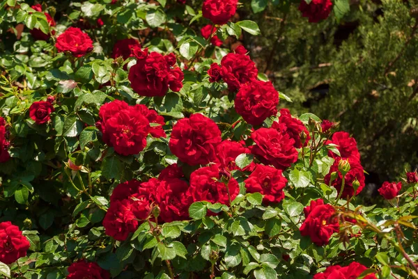 新鲜美丽的绽放的红玫瑰 精选焦点 — 图库照片