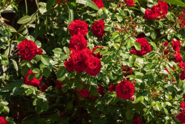 Taze güzel açan kırmızı güller, seçici bir odak..