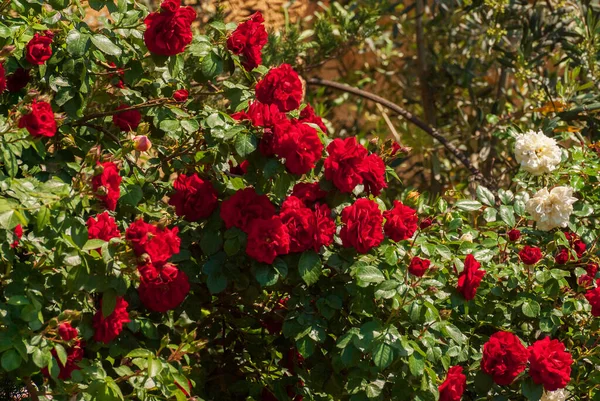Taze güzel açan kırmızı güller, seçici bir odak..