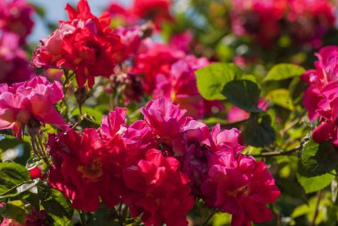 Taze güzel açan kırmızı güller, seçici bir odak..