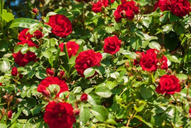 Taze güzel açan kırmızı güller, seçici bir odak..