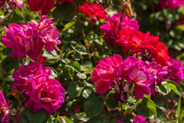 Fresh beautiful blooming bunch of red roses, selective focus.