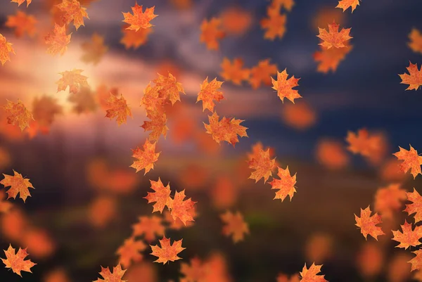 Idyllique Beau Paysage Automne Flou Avec Des Feuilles Automne Soleil — Photo