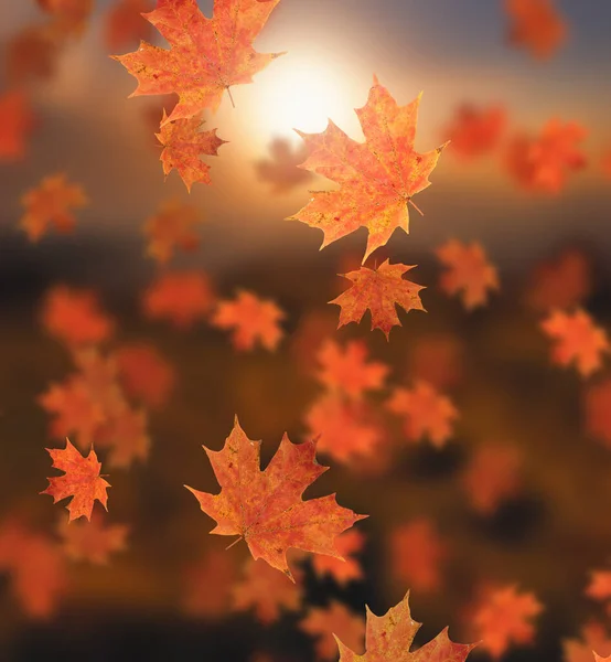 黄金の秋の日 太陽の下で秋の葉と牧歌的な美しいぼやけた秋の風景 — ストック写真