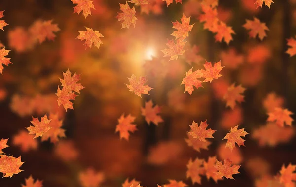 Idyllic Güzel Bulanık Sonbahar Manzarası Sonbahar Yaprakları Gün Işığında Açık — Stok fotoğraf