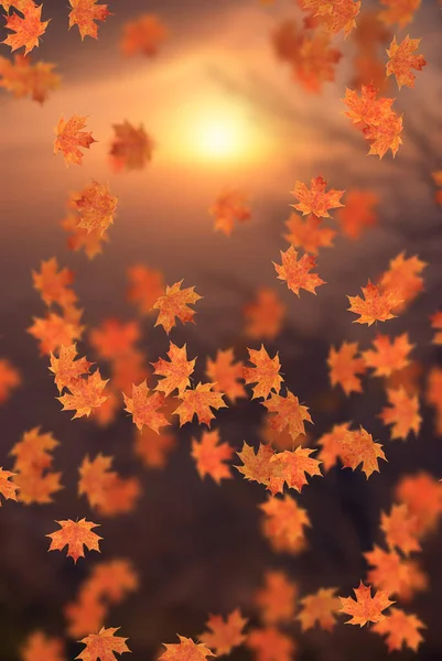 Idylický Krásný Rozmazaný Podzimní Krajina Podzimním Listím Slunci Den Venku — Stock fotografie