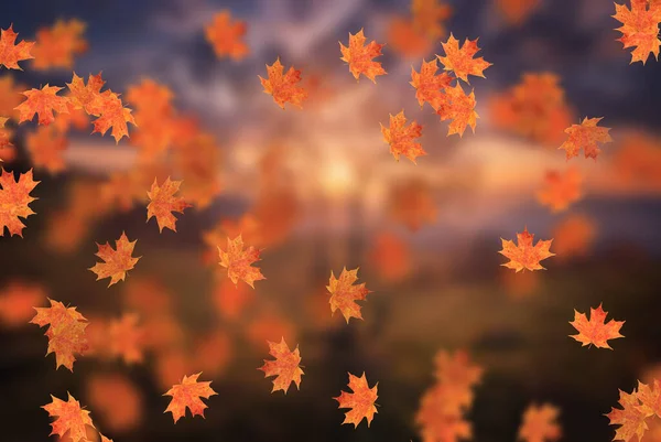 Idylický Krásný Rozmazaný Podzimní Krajina Podzimním Listím Slunci Den Venku — Stock fotografie