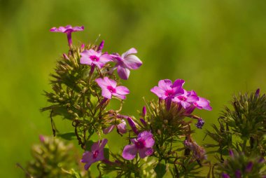 Çiçekler çok güzel. Bahar ve yaz bahçesi.