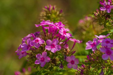 Çiçekler çok güzel. Bahar ve yaz bahçesi.