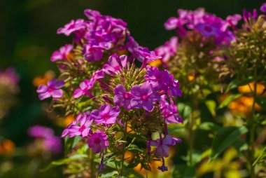 Çiçekler çok güzel. Bahar ve yaz bahçesi.