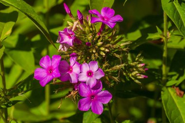 Çiçekler çok güzel. Bahar ve yaz bahçesi.
