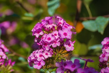 Çiçekler çok güzel. Bahar ve yaz bahçesi.