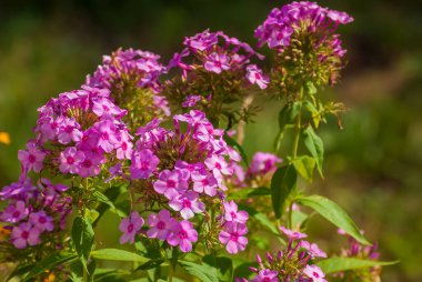 Çiçekler çok güzel. Bahar ve yaz bahçesi.
