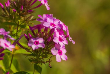 Çiçekler çok güzel. Bahar ve yaz bahçesi.