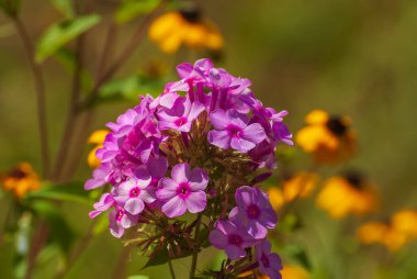 Çiçekler çok güzel. Bahar ve yaz bahçesi.