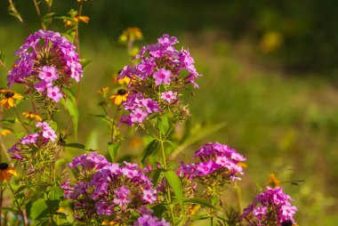 Çiçekler çok güzel. Bahar ve yaz bahçesi.