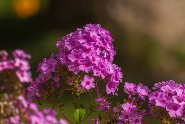Çiçekler çok güzel. Bahar ve yaz bahçesi.