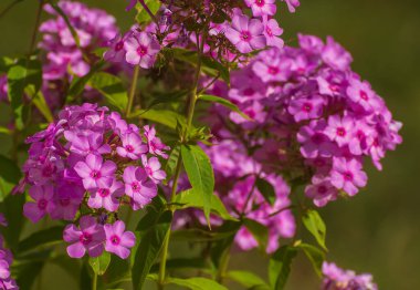 Çiçekler çok güzel. Bahar ve yaz bahçesi.