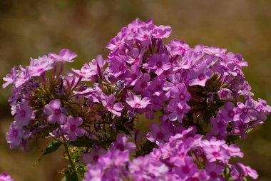 Çiçekler çok güzel. Bahar ve yaz bahçesi.