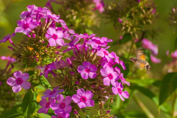 Schöne Blühende Blumen Frühling Und Sommer Garten — Stockfoto