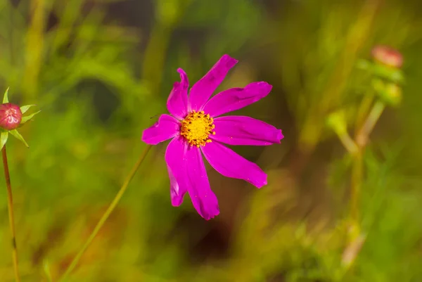 Gyönyörű Virágzó Virág Tavaszi Nyári Kert — Stock Fotó