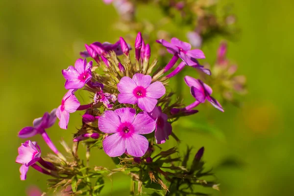 Mooie Bloeiende Bloemen Lente Zomer Tuin — Stockfoto