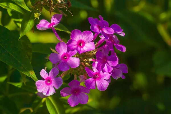 Όμορφα Ανθισμένα Λουλούδια Ανοιξιάτικος Και Θερινός Κήπος — Φωτογραφία Αρχείου