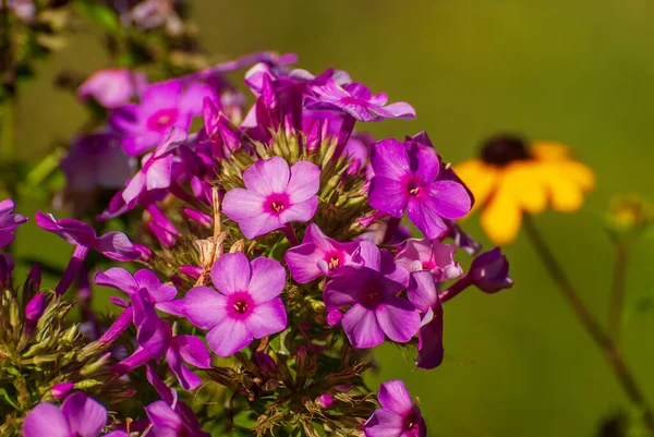 Gyönyörű Virágzó Virágok Tavaszi Nyári Kert — Stock Fotó