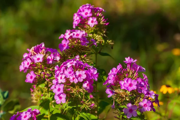 Mooie Bloeiende Bloemen Lente Zomer Tuin — Stockfoto