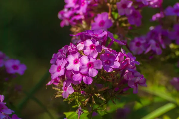 Mooie Bloeiende Bloemen Lente Zomer Tuin — Stockfoto