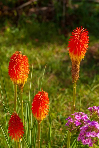 Çiçekler Çok Güzel Bahar Yaz Bahçesi — Stok fotoğraf