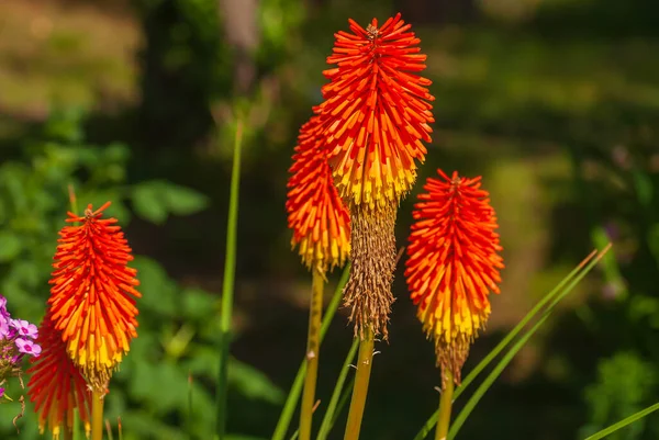 Çiçekler Çok Güzel Bahar Yaz Bahçesi — Stok fotoğraf