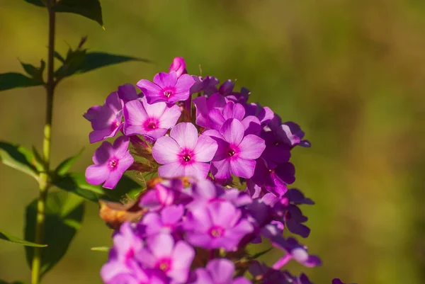 Mooie Bloeiende Bloemen Lente Zomer Tuin — Stockfoto