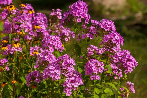 Beautiful Blooming Flowers Spring Summer Garden — Stock Photo, Image