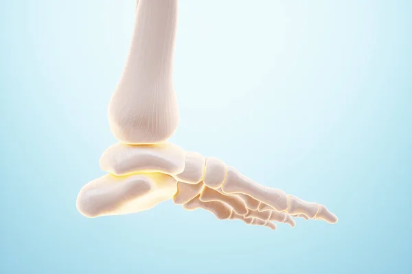 医学海报形象的脚的骨头 关节炎 复制空间 3D插图 3D渲染 — 图库照片
