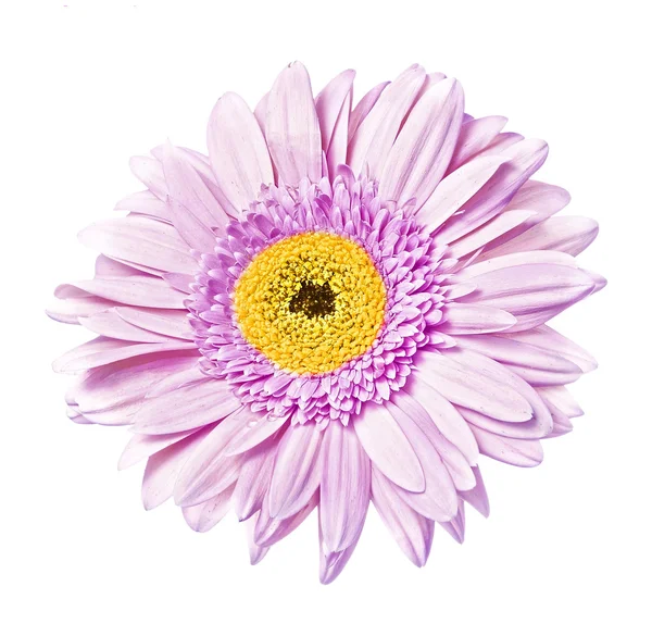 Gerbera fleur — Photo