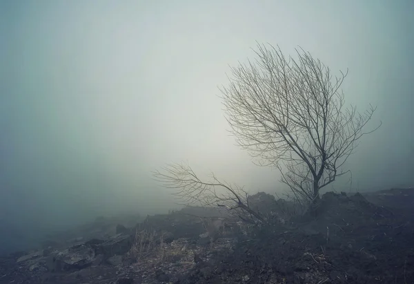 Dark spooky yatay, sis ve bir ağaç